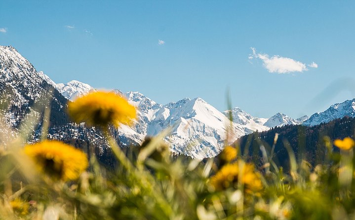 Löwenzahnblüten vor verschneiten Bergkuppen